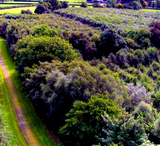 Healy-Rae urges forest owners hit by storms to apply for licences