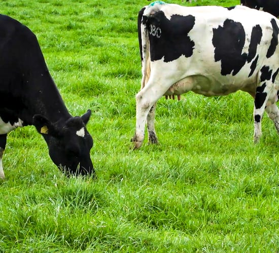 Should you continue grazing late into November?