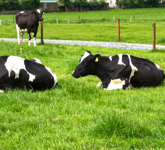 Irish dairy industry 'fully committed' to low-carbon future