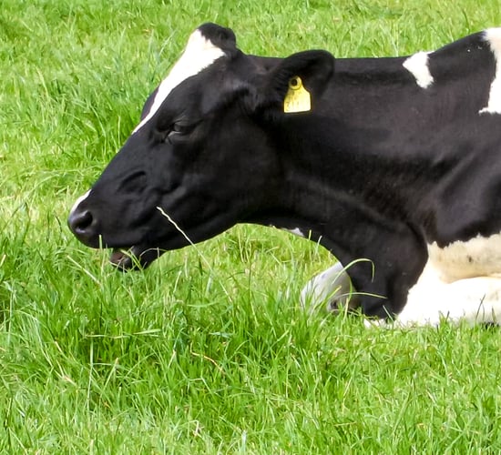 Methane reduction targets must account for food security - UL study