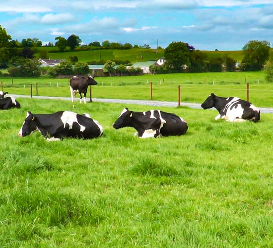 Contrasting political responses to emissions reduction