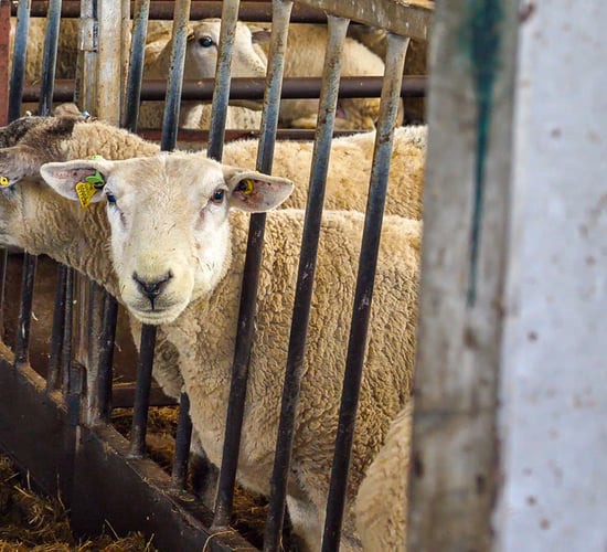 CSO: Sheep slaughterings up by 16.8% this year 