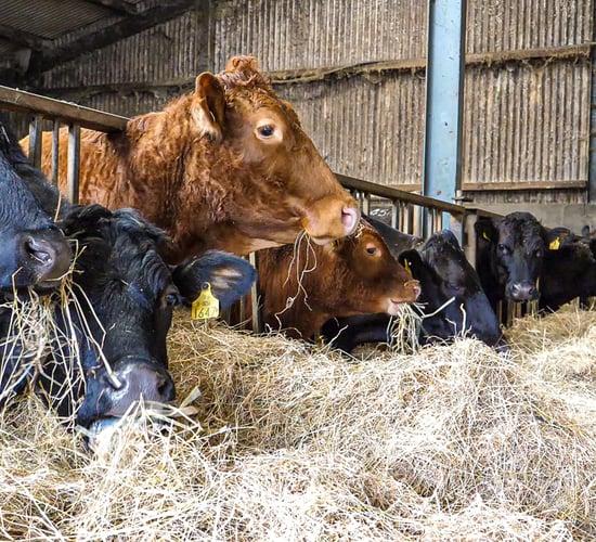 Minister confirms financial support for EID tagging for cattle