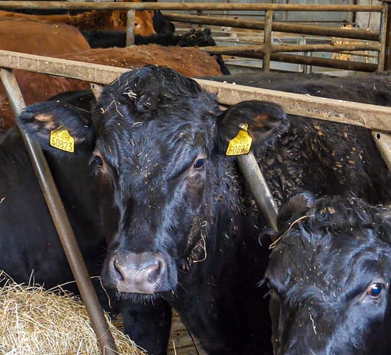 FAO issues new guidelines on surveillance of flu in cattle
