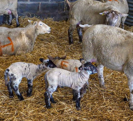Taking note of problem ewes this lambing season