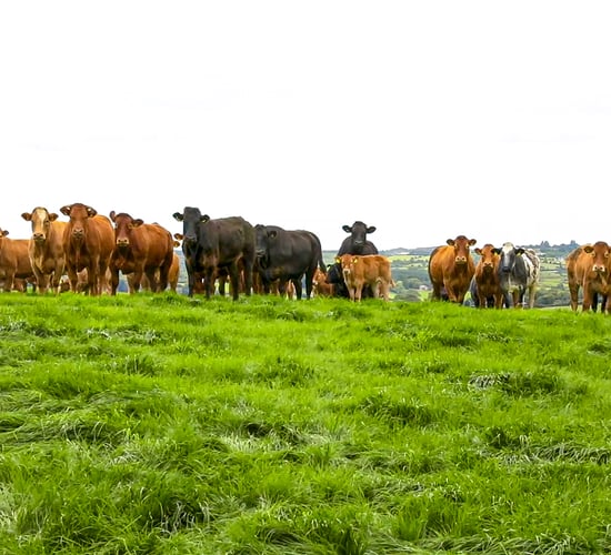 BVD restrictions ahead for NI herds with untested animals