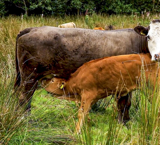 248 farmers removed from SCEP for failing to complete training