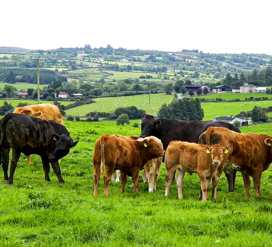 Irish beef exports to UK likely to see 'significant increase' in 2025