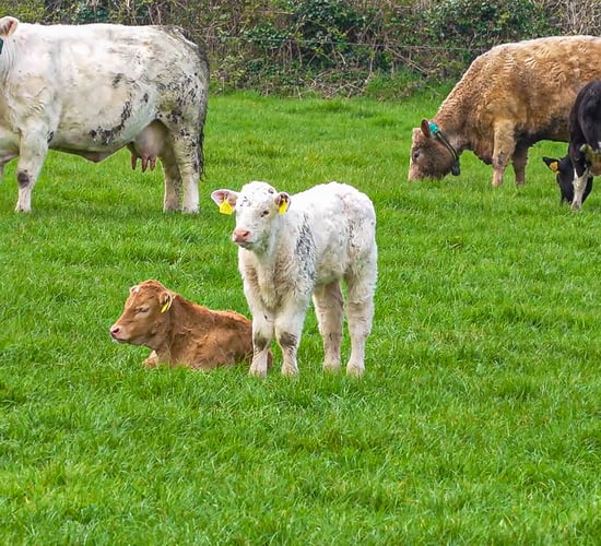 Top 10 beef sires for second half of 2023 revealed