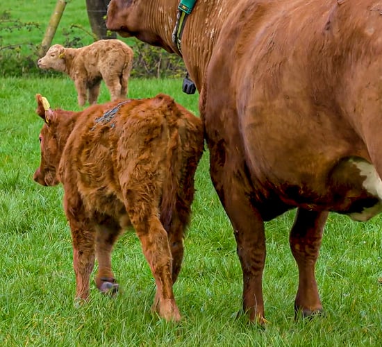 Broadly positive response to Beef Welfare Scheme