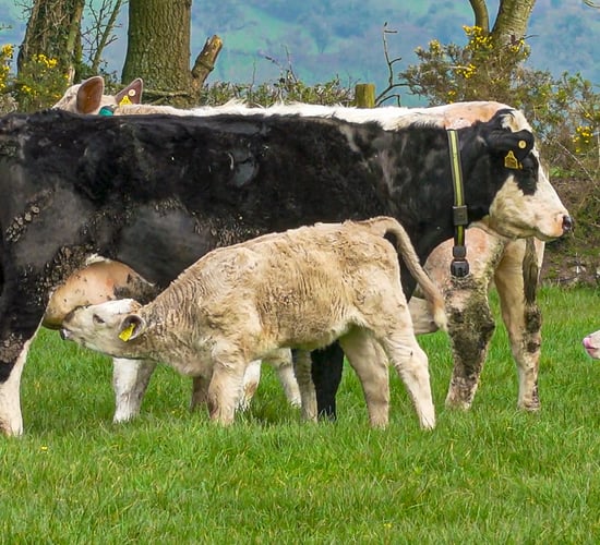 AFBI: Livestock production at heart of a circular economy