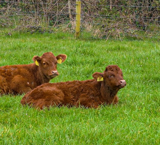 'Irish Grass Fed Beef' PGI proposal moves to next stage