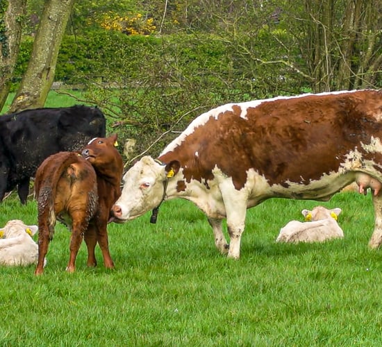 Suckler scheme 'needs to go further to reflect realities of farming'