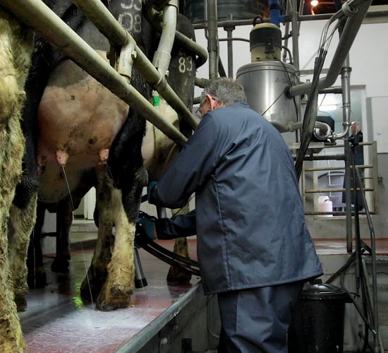 EU to exclude cattle farms from Industrial Emissions Directive