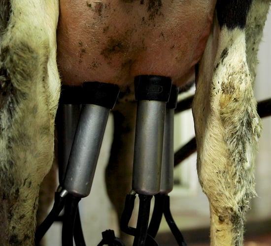 ICMSA warns against milk price 'sleight of hand'