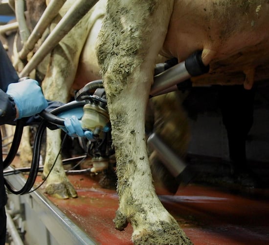 CSO: Domestic milk intake down over 13% in February