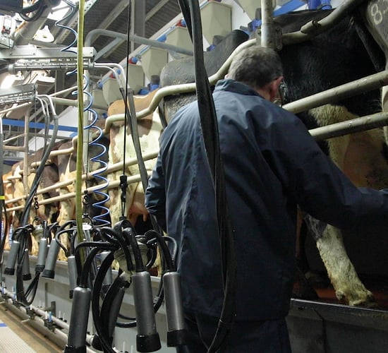 Dairy advice: Do you have a good milking routine?