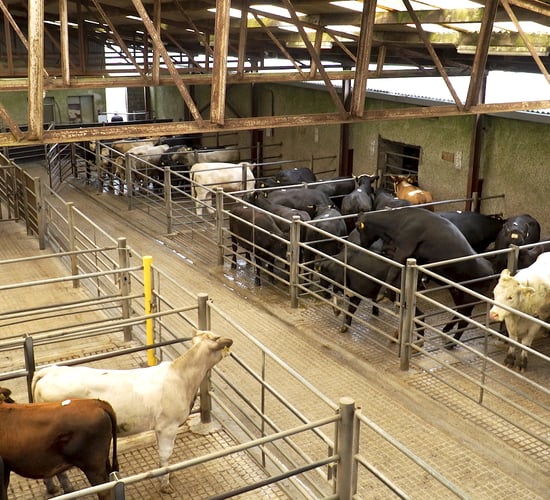 Cattle marts: Prices increase by '€30-40/head' for store cattle
