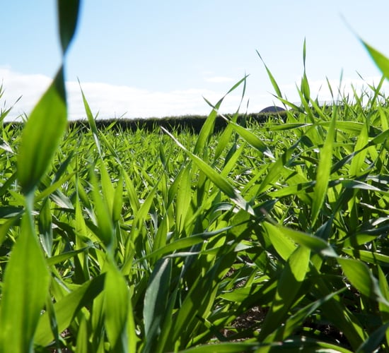 How to get to grips with herbicide-resistant wild oats