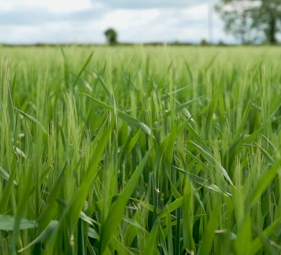 CROPS WATCH: Feeding winter barley to avoid disease