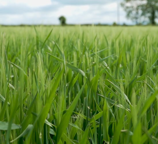 Exclusive: Concern over effect of herbicide on crop yield in some areas
