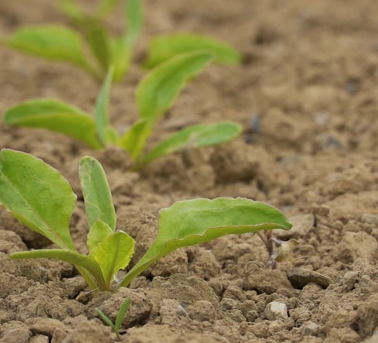 CROPS WATCH: The new beet on the block is 'smart'