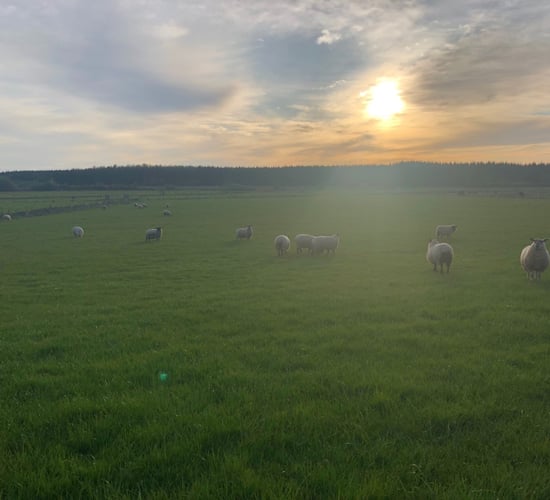 What are the challenges you face when it comes to flock health and nutrition?