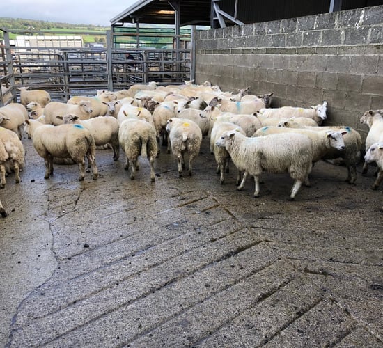 Sheep trade: Prices steady, as farmers lick their wounds from last week's price cuts