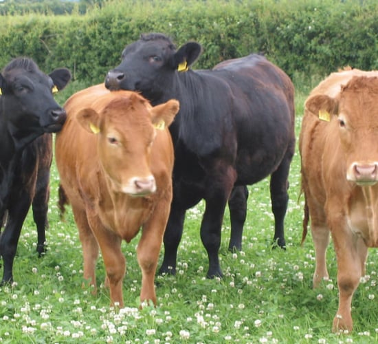 Farmers urged to consider clover swards to lower fertiliser costs