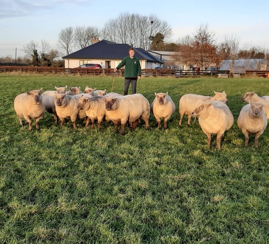 Sheep Focus: 'I find that the Vendéens are very prolific; I rarely have a single lamb'