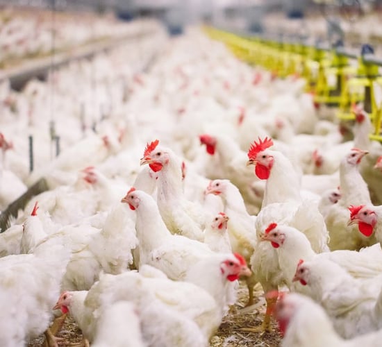 NI academic awarded £250,000 to use crowd-tracking technology to improve broiler welfare