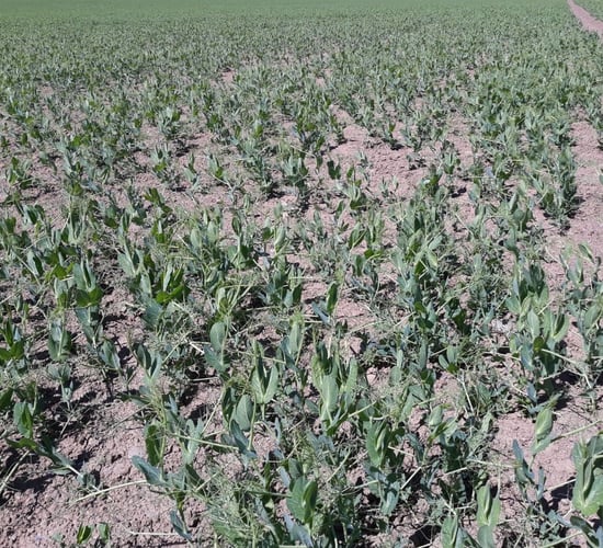 Crop walking: Peas to spring barley...variation in the fields
