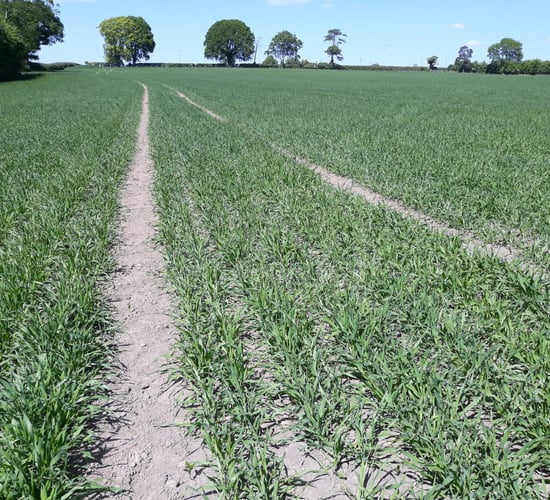 Tillage: Lime, P and K nutrients for spring barley crops