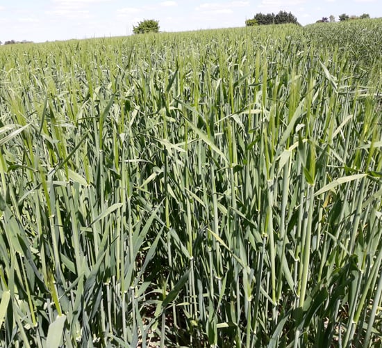 Making best use of nitrogen on winter crops