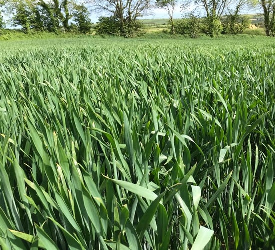 Teagasc estimates 60,000ha winter wheat planting area