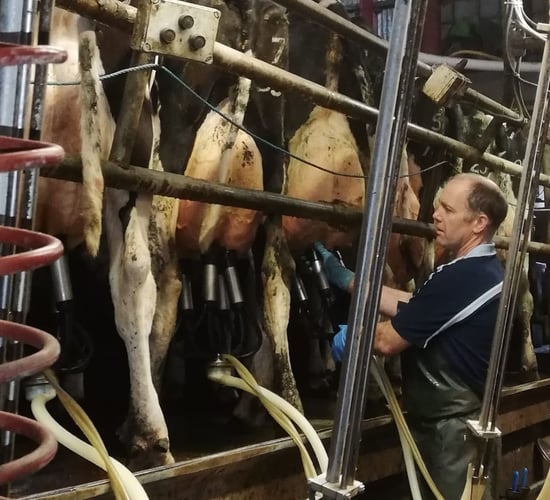 Milk producer’s love of farming restored after conquering mastitis challenges