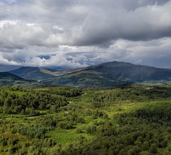 UK forestry investment market worth £121 million during 2019 - Savills report