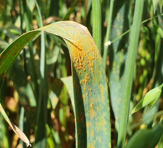Crown rust: The biggest threat to yield on oats