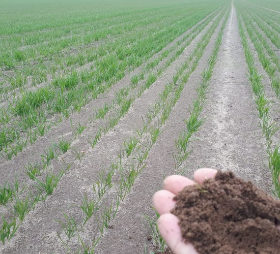 Crop walking: Managing deficiencies on challenging Wexford soils