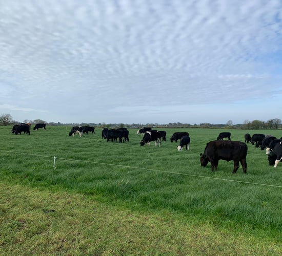 Focusing on grazing and calf rearing in Co. Meath