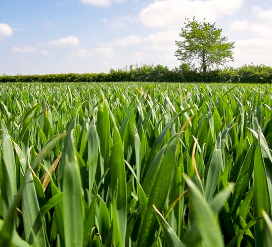 Origin Enterprises confirms acquisition of Neo Environmental