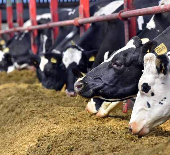 US study shows benefits of feeding fatty acids yield to early lactation cows