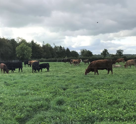 Teagasc Grange to test effect of reduced suckler stock on income