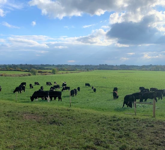 Bord Bia Market Update: Beef, sheepmeat and live exports