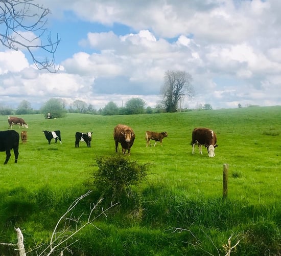Irish agriculture 'cannot be undermined' by EU policies - Creed