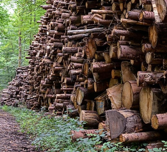 Minister welcomes increase in forestry harvesting capacity