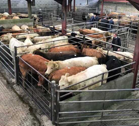 Cattle marts in 2020: Taking a look back at the year of online trading