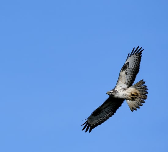 Bird flu virus detected in a buzzard in Galway