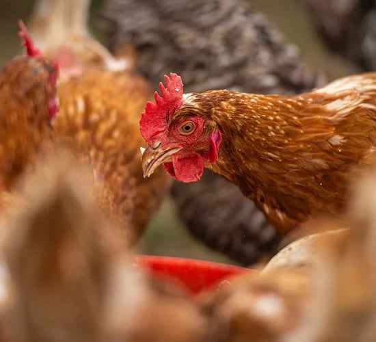 USDA invests $1 billion to combat bird flu and lower egg prices