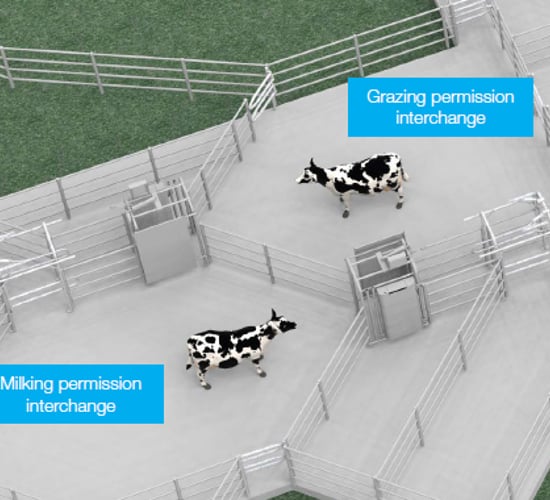 How to successfully move to a robotic milking operation on a grass-based system